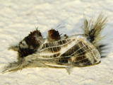 Salagena reticulata